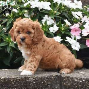 Otis, Cavapoo Puppy